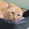 ALVOCAT