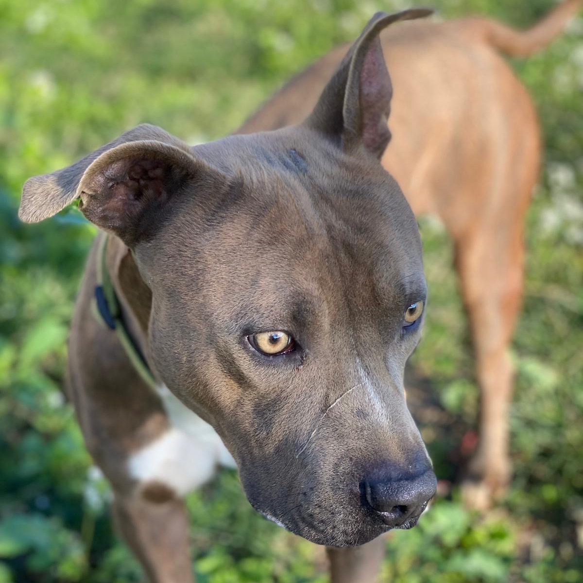 Ugo (Peque)