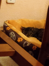 RIGODÓN
