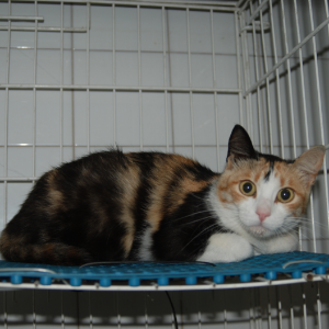Sheila - Cat - 11pets: Adopt