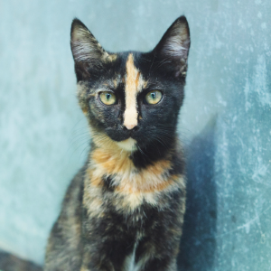 ROQUETA - Cat - 11pets: Adopt