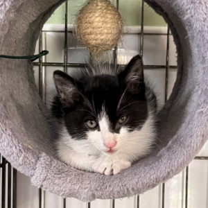 Oli - Cat - 11pets: Adopt