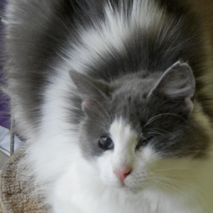 Fluffy - Cat - 11pets: Adopt