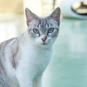 MOLLY - Cat - 11pets: Adopt
