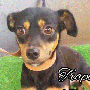 Trapito - Dog - 11pets: Adopt