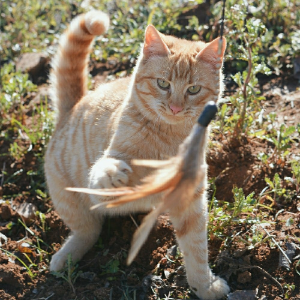 Manolito - Cat - 11pets: Adopt