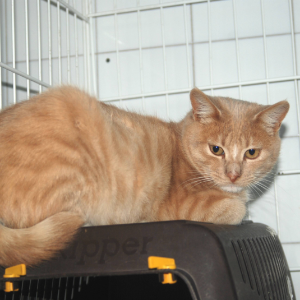 Teddy-Reservat - Cat - 11pets: Adopt