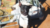 TAYSON