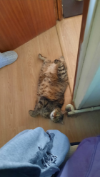 ILSA