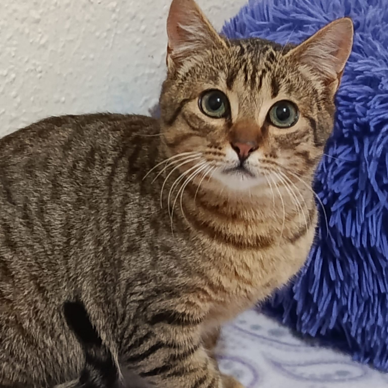 Cep - AL MOMOTARO CAT CAFE