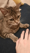 ILSA