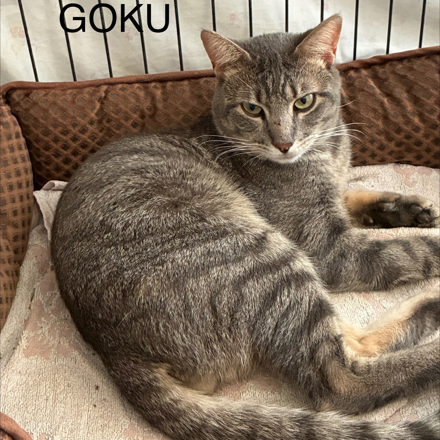 Goku