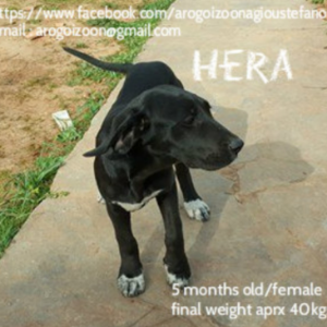 Hera - Dog - 11pets: Adopt