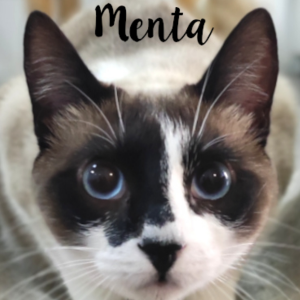 Menta - Cat - 11pets: Adopt