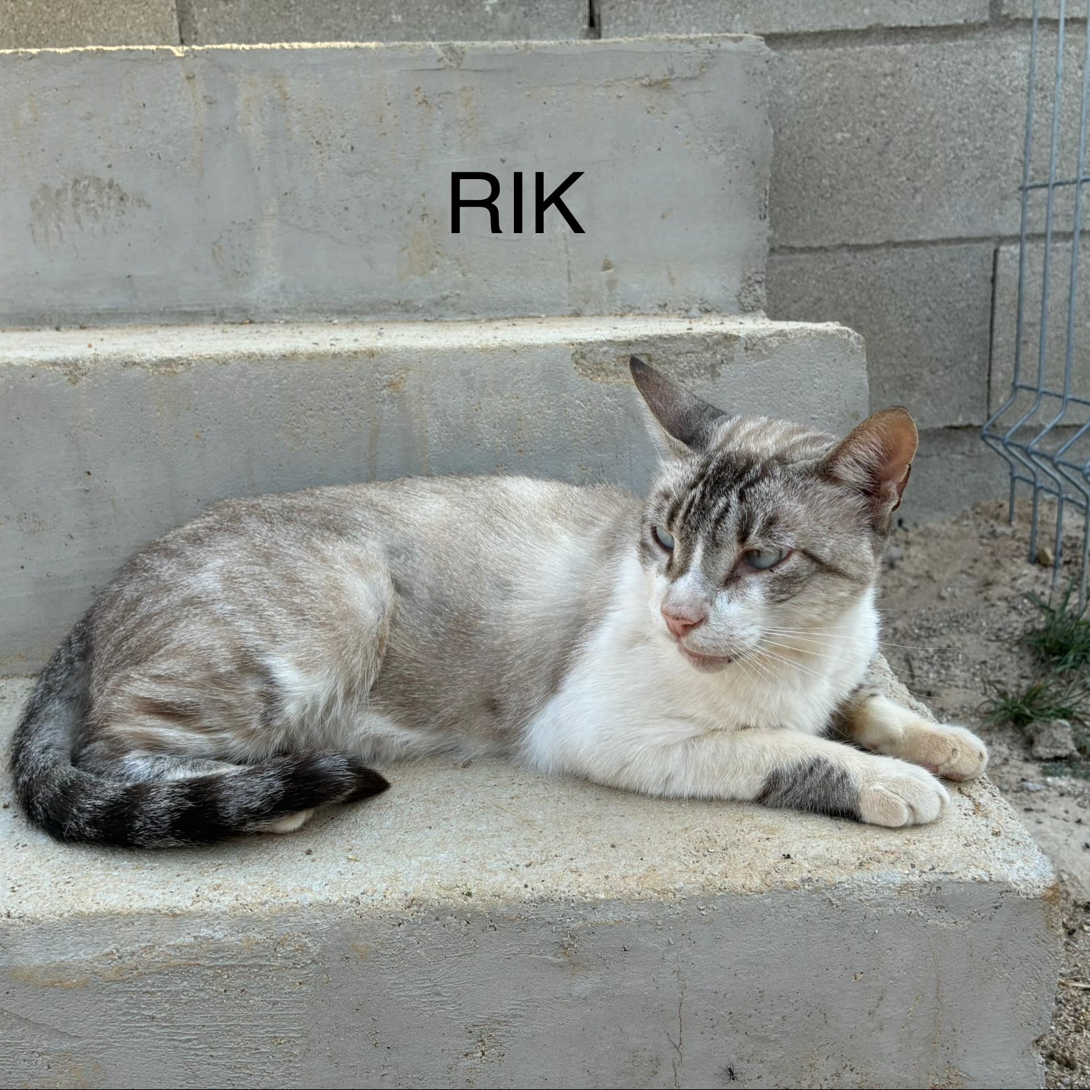Rik