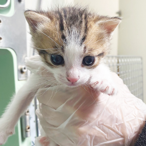 MERYL ara TOKIO - Cat - 11pets: Adopt