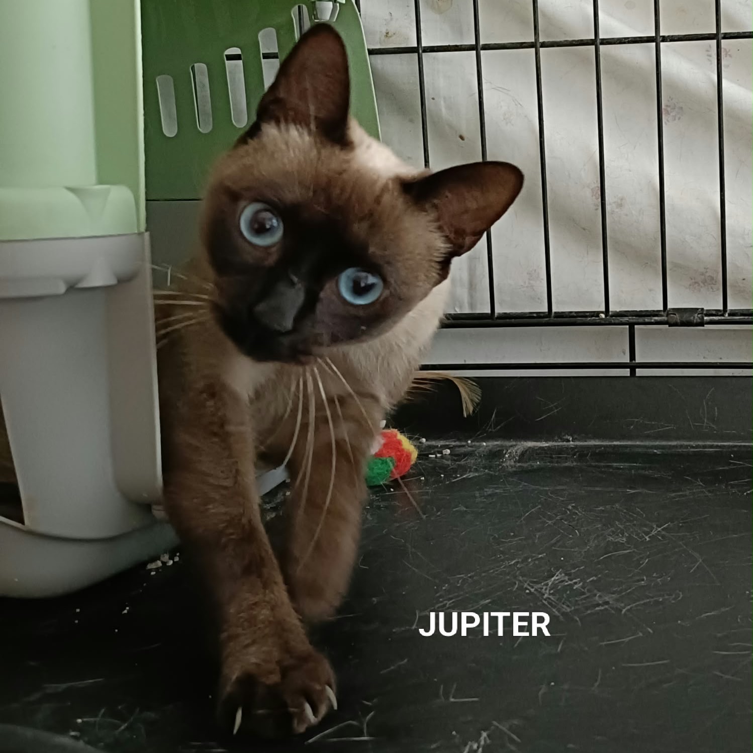 Jupiter