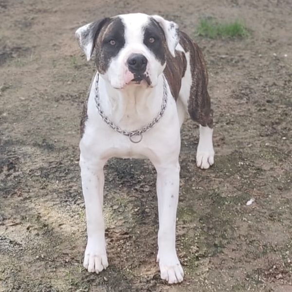 Matteo