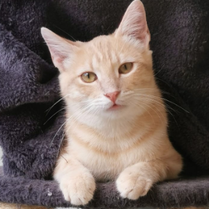 Haribo - Cat - 11pets: Adopt