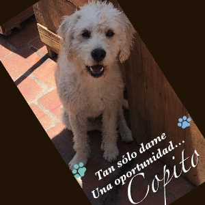 Copito - Dog - 11pets: Adopt