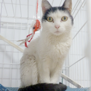 Kitty-Reservat - Cat - 11pets: Adopt