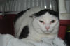 Smudge