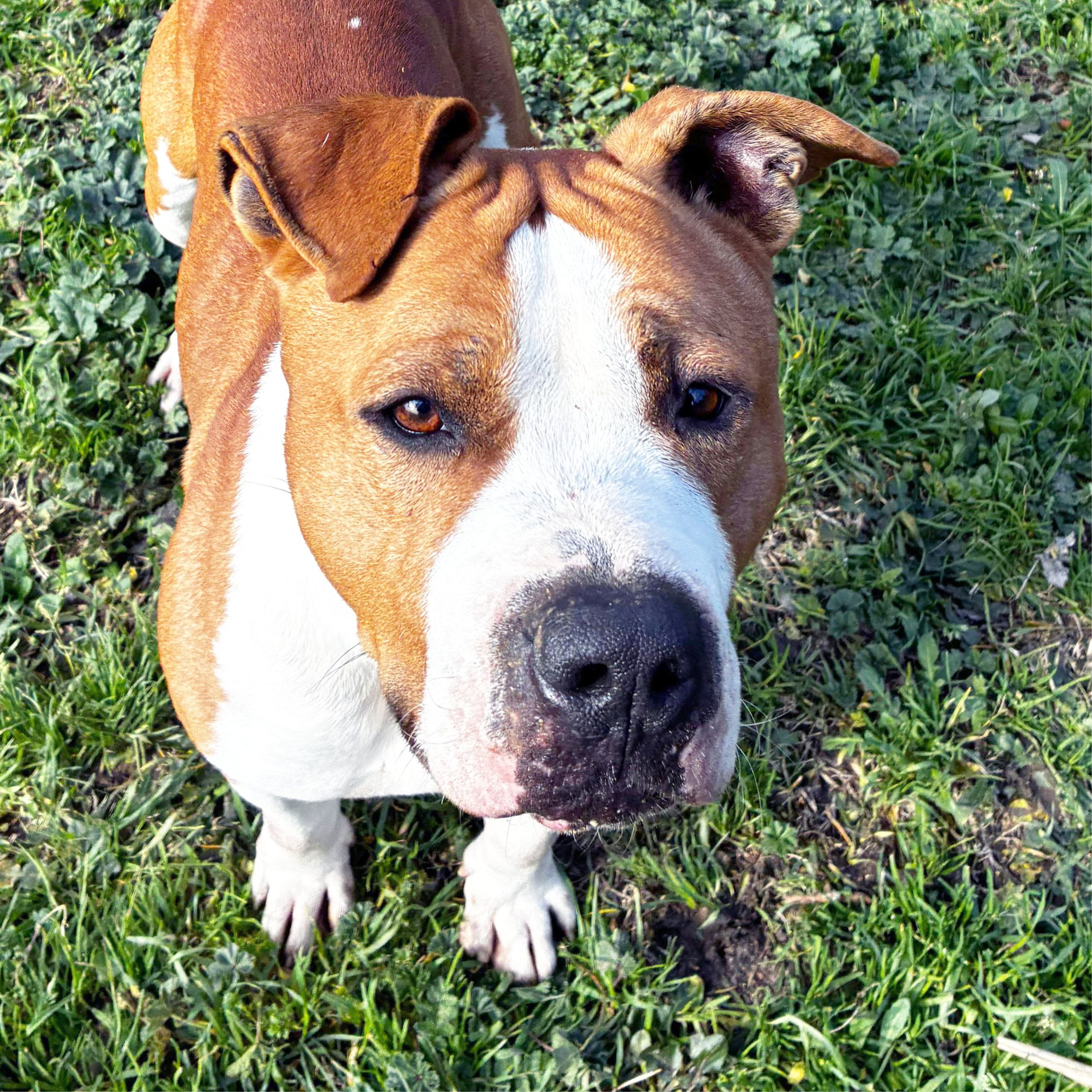 DON QUIJOTE ARA BLACK