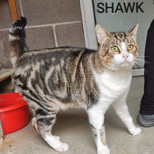 Shawk - Cat - 11pets: Adopt