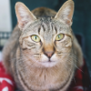 TIZIANA