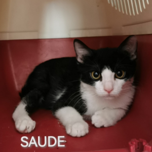 Saude  - Cat - 11pets: Adopt