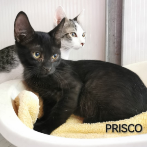 Prisco - Cat - 11pets: Adopt