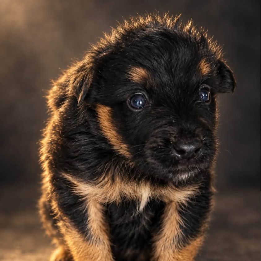 Benji