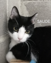 Saude
