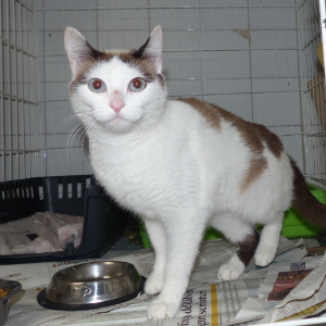 Arenisca - Cat - 11pets: Adopt