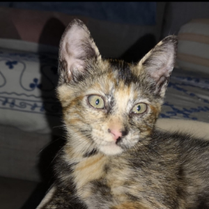 Pam - Cat - 11pets: Adopt