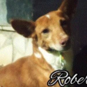Rober - Dog - 11pets: Adopt