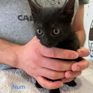 Num - Cat - 11pets: Adopt