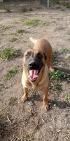 Cherokee (Chester)