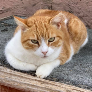 Garfield Senior - Cat - 11pets: Adopt
