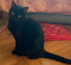 INDI