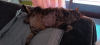ILSA