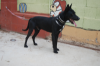 Genaro