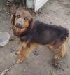 Alma