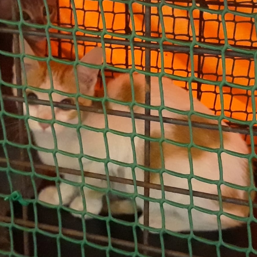 LALA. CS EL ACEITUNILLO