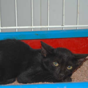 Baklava - Cat - 11pets: Adopt