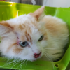 PERSIAN
