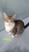 ANAIS