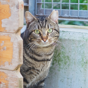FRANCIS - Cat - 11pets: Adopt