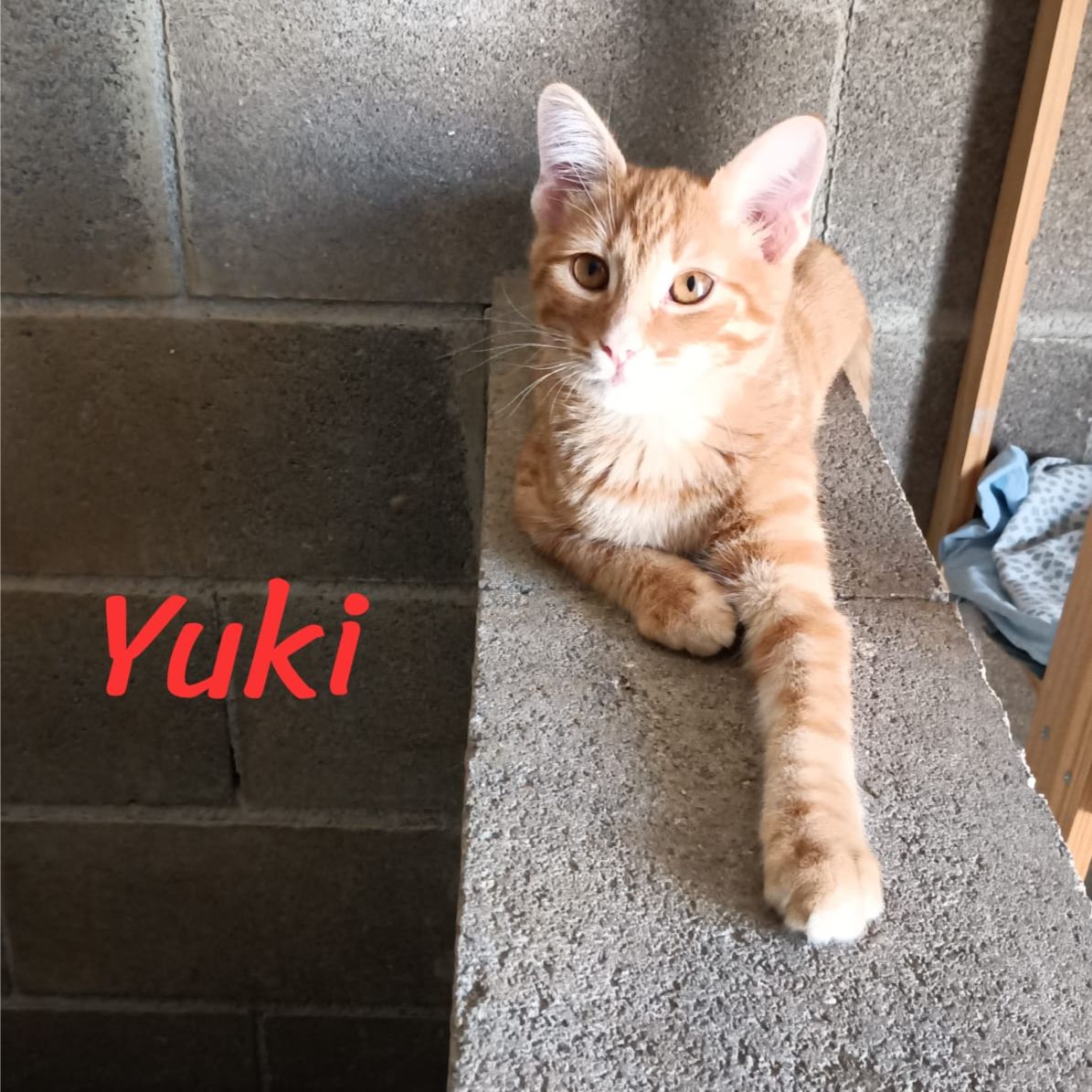 Yuki
