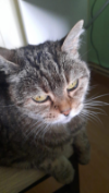 ILSA
